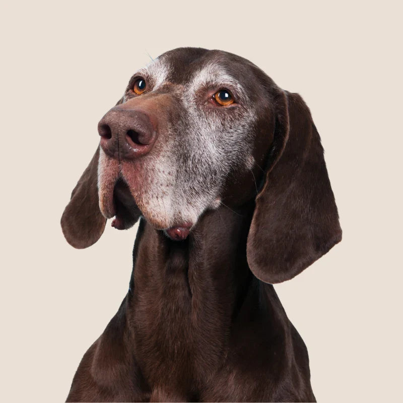 Perro senior de pelo marrón con canas en el rostro sobre fondo neutro representando bienestar y cuidado natural en perros mayores