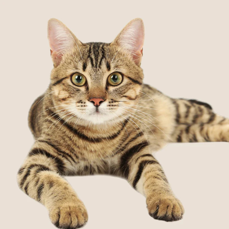 Gato tranquilo sobre fondo neutro representando bienestar emocional, calma y equilibrio en perros y gatos