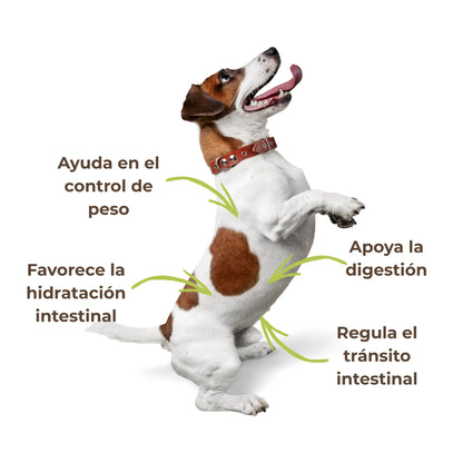 El psyllium ecológico ayuda a controlar el peso, favorece la digestión y la hidratación intestinal en perros y gatos. Una solución 100 % natural para mantener su sistema digestivo en equilibrio.