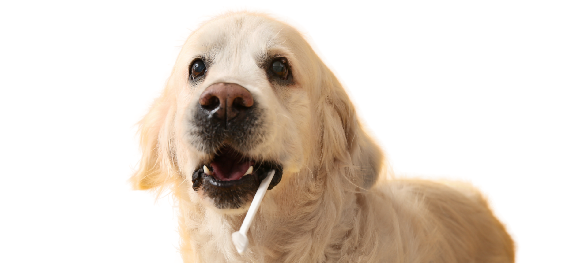 Hygiene naturale Coleccion Cuidado Dental perro y gato  Anton Loyal  Companions