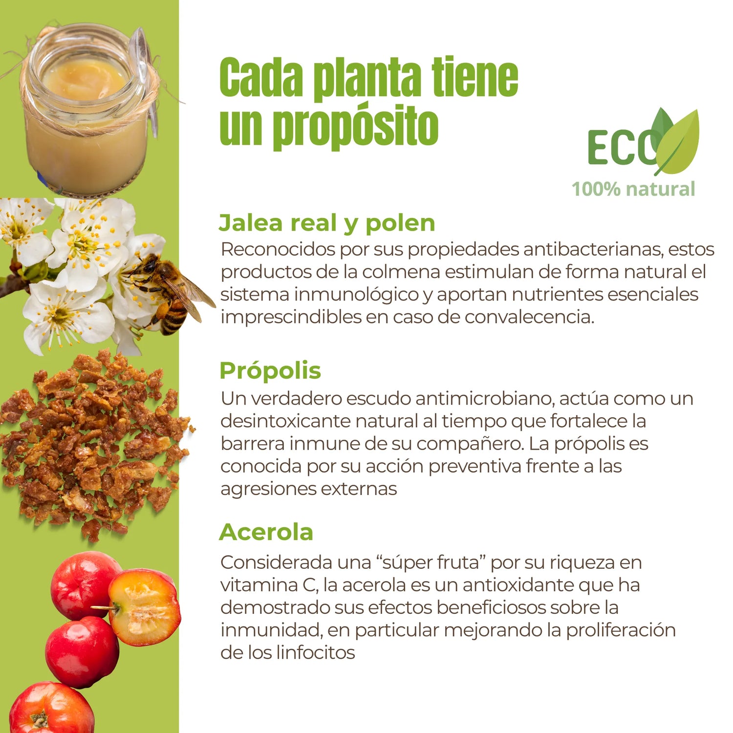 Suplemento natural para perros y gatos – Mezcla de plantas para defensas y vitalidad ECO - 100g