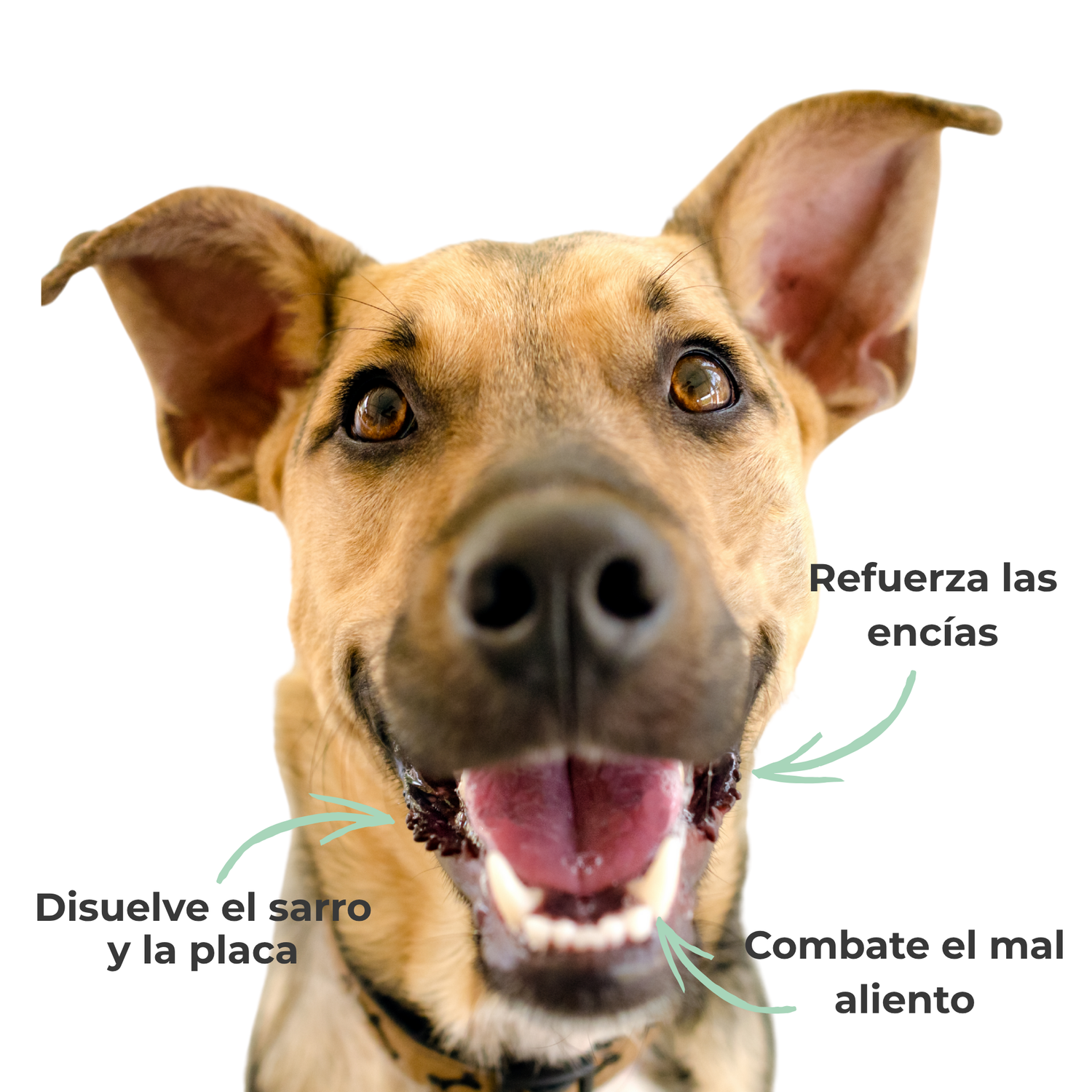 Polvo dental natural para perros y gatos  -   Combate sarro, placa dental y mal aliento