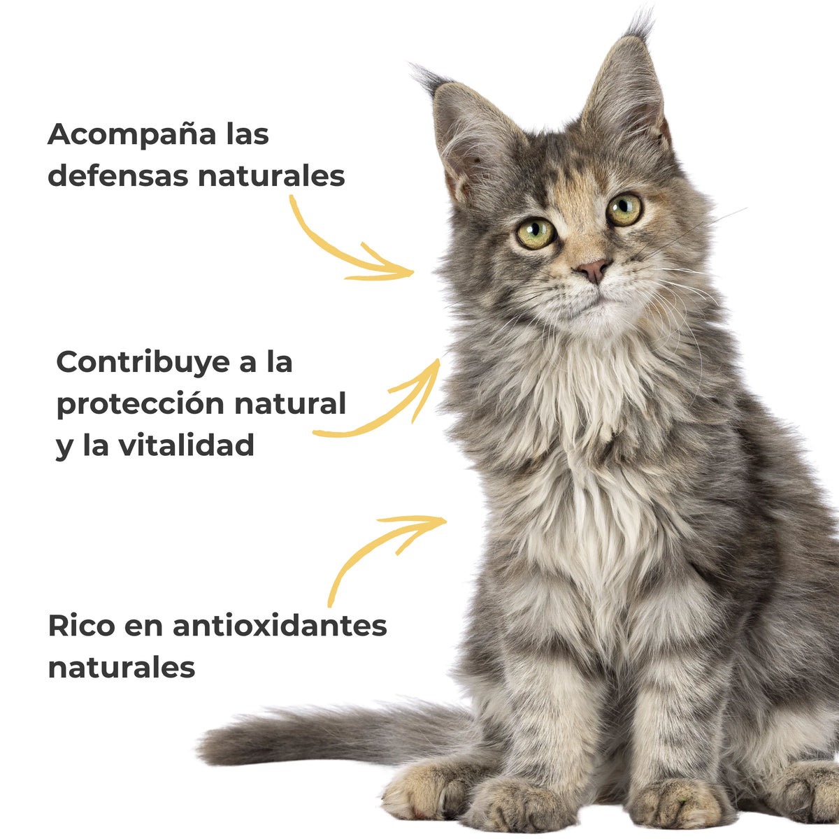 Propóleo BIO para perros y gatos – Defensas e inmunidad – 100 g