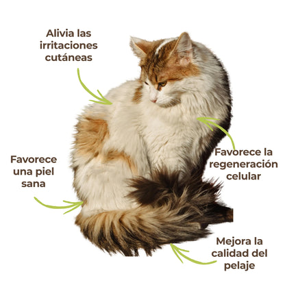 Gato mostrando los beneficios del suplemento ANTON: piel sana, menos irritaciones y pelaje regenerado.