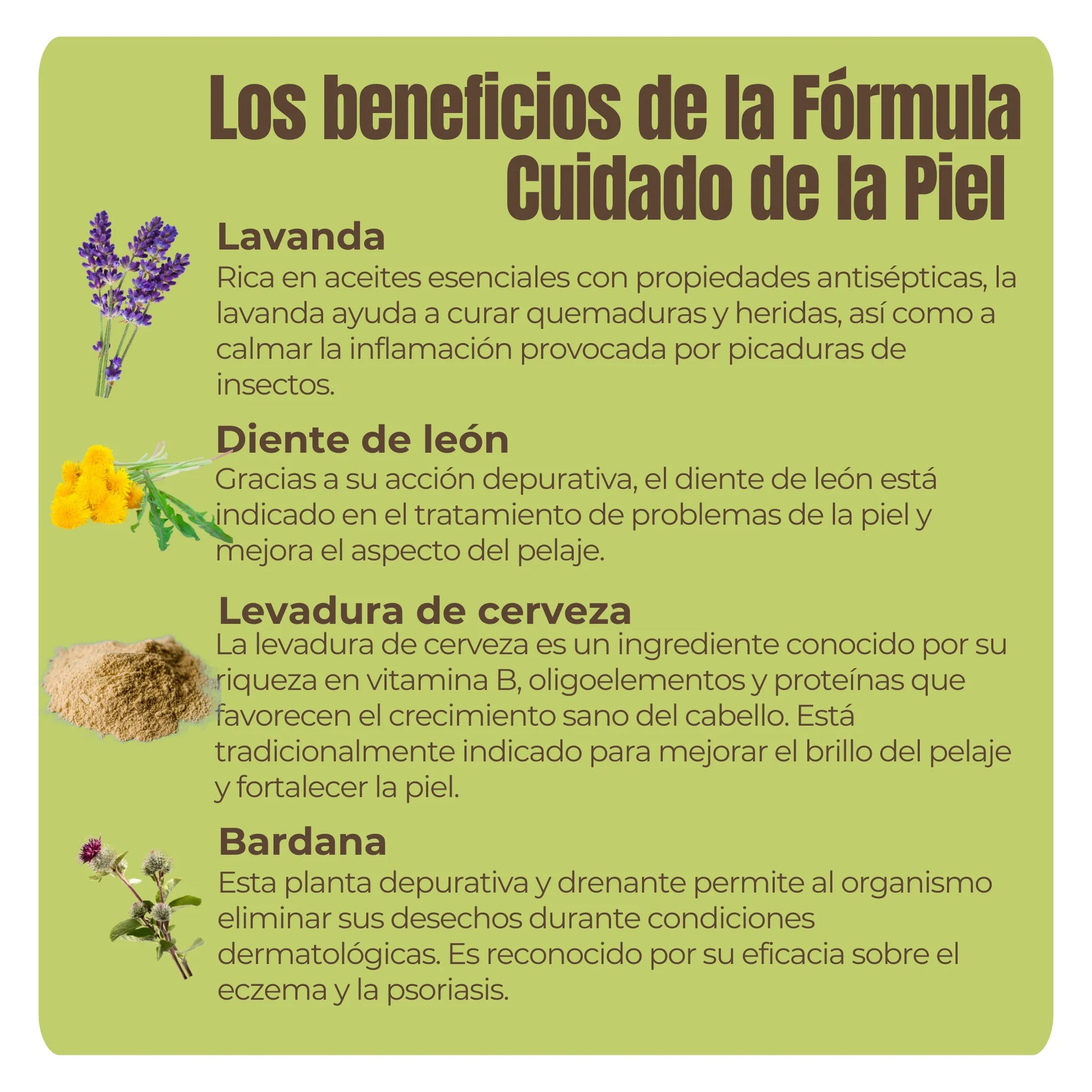 Lavanda, diente de león, levadura de cerveza y bardana: activos naturales para el cuidado cutáneo y la salud del pelaje.