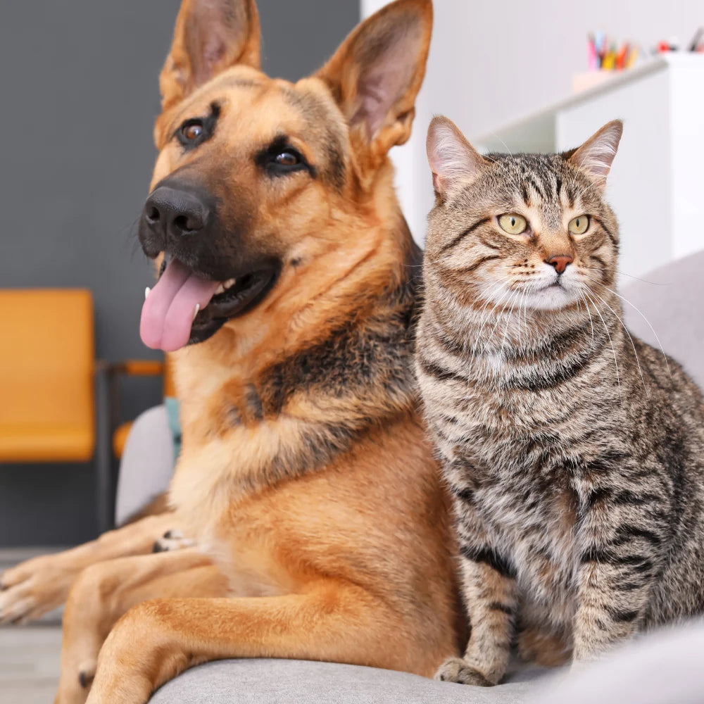 Perro y gato descansando juntos en un sofá, símbolo del vínculo y equilibrio natural que inspira la filosofía de cuidado de ANTON Loyal Companions.