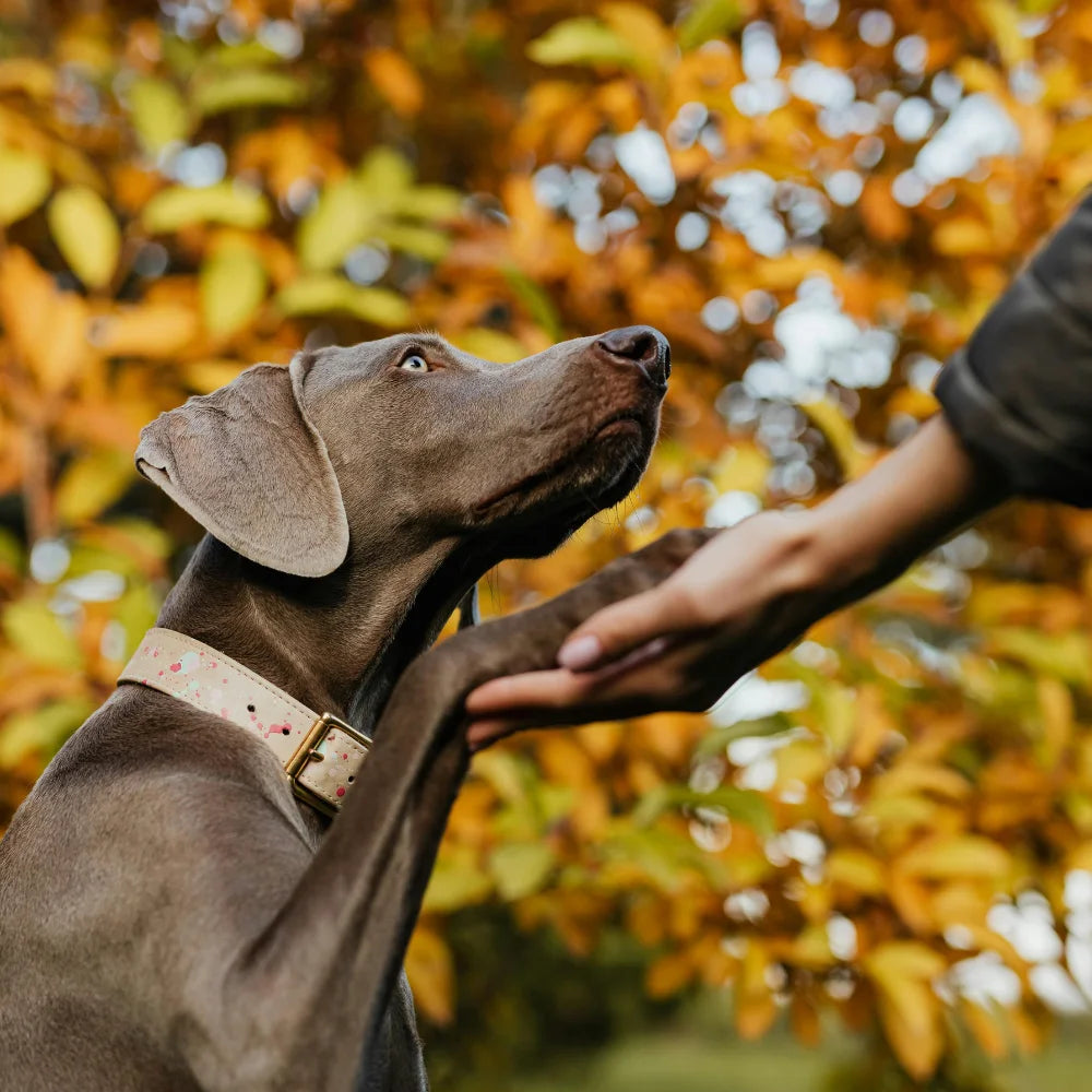 Perro mirando a su cuidador en un entorno natural de otoño, símbolo de confianza, respeto y conexión entre humanos y animales – filosofía ANTON Loyal Companions.