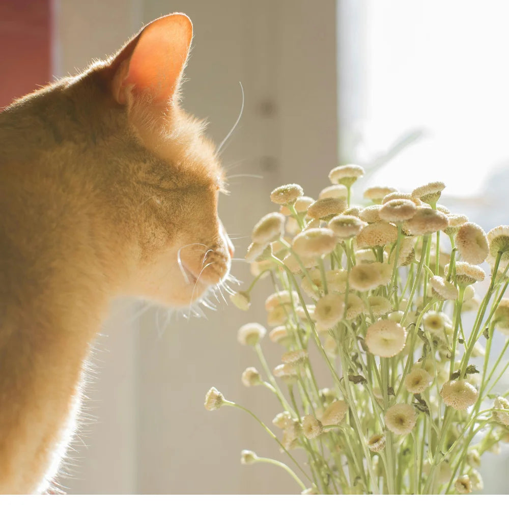 Gato observando flores secas bajo la luz natural, símbolo de calma, respeto y conexión con la naturaleza – valores esenciales de ANTON Loyal Companions.