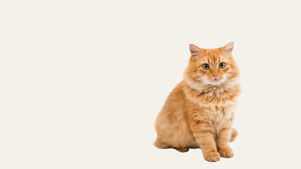 Acondicionador natural sin sulfatos para perros y gatos