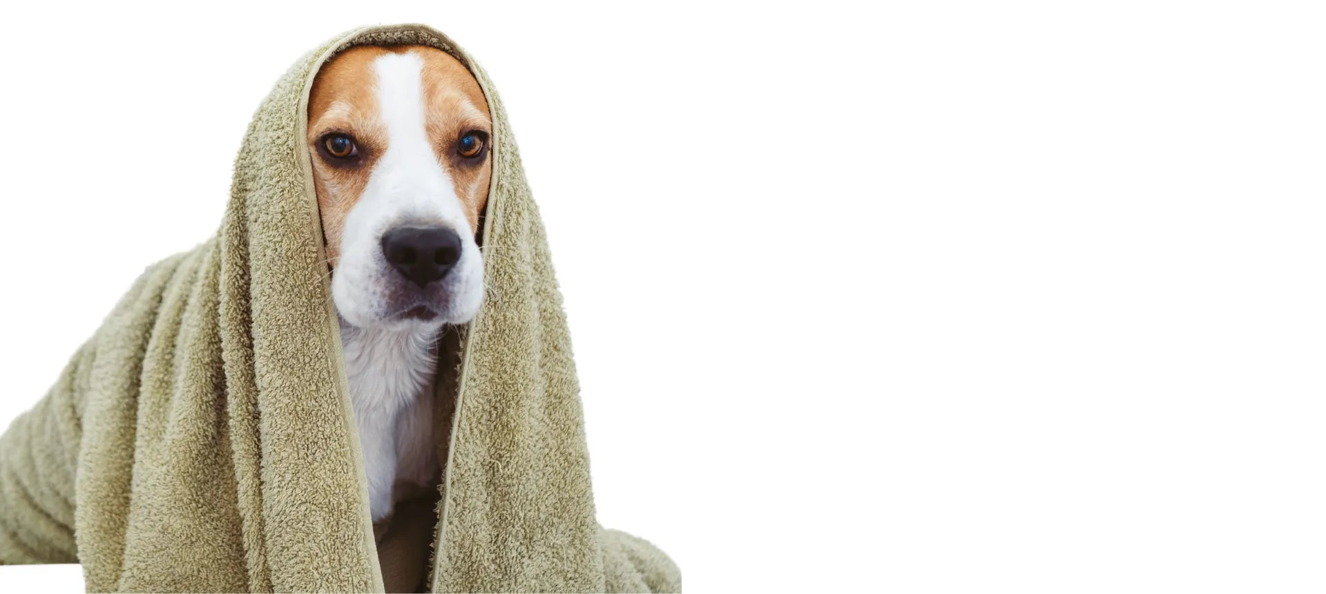 Acondicionadores naturales para perros y gatos – hidratan, desenredan y cuidan la piel sensible sin siliconas ni perfumes sintéticos