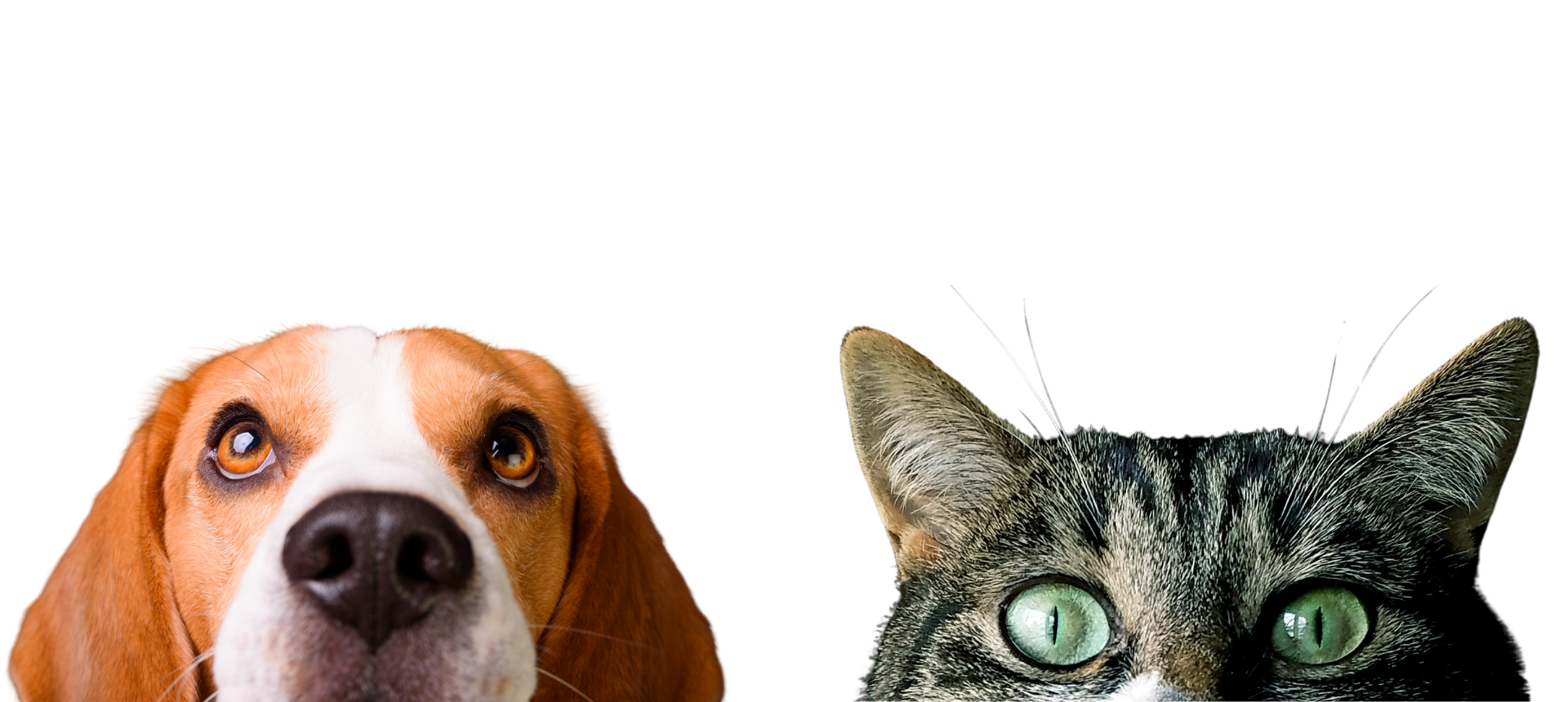 Hygiene naturale Coleccion Cuidado Ojos y Oidos perro y gato  Anton Loyal  Companions