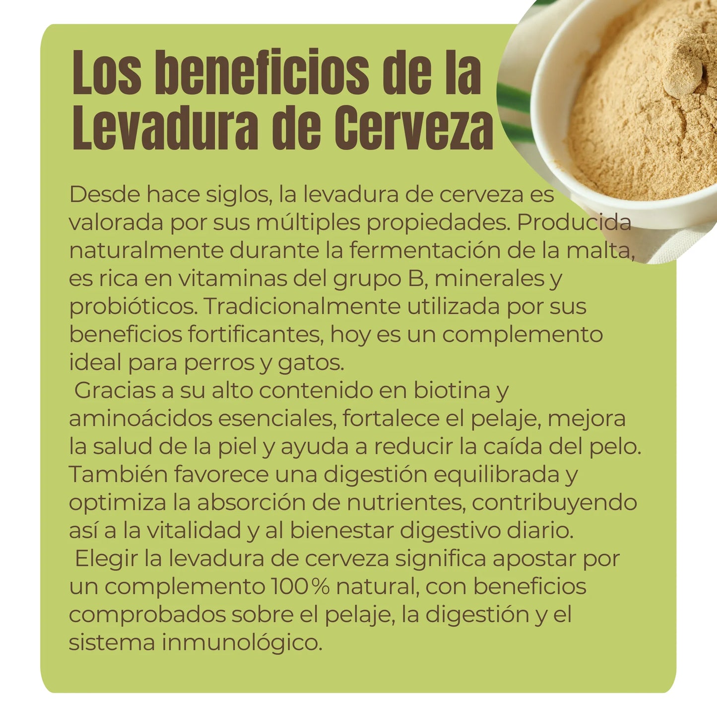 La levadura de cerveza es rica en vitaminas B, minerales y probióticos, ideal para perros y gatos. Ayuda a reducir la caída del pelo, fortalece la piel, estimula el sistema inmunológico y mejora la absorción de nutrientes. Suplemento natural completo para piel, digestión y defensas.