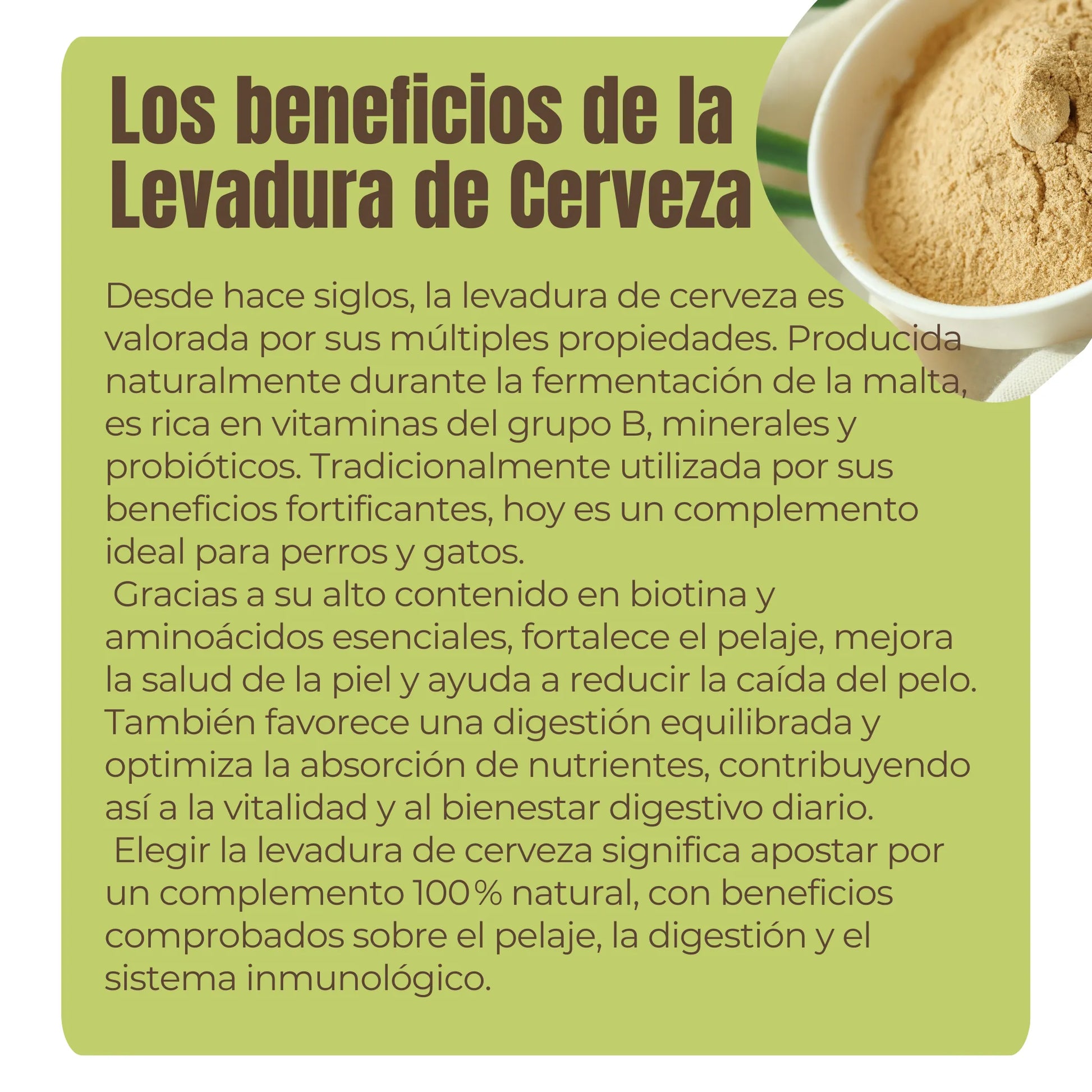La levadura de cerveza es rica en vitaminas B, minerales y probióticos, ideal para perros y gatos. Ayuda a reducir la caída del pelo, fortalece la piel, estimula el sistema inmunológico y mejora la absorción de nutrientes. Suplemento natural completo para piel, digestión y defensas.