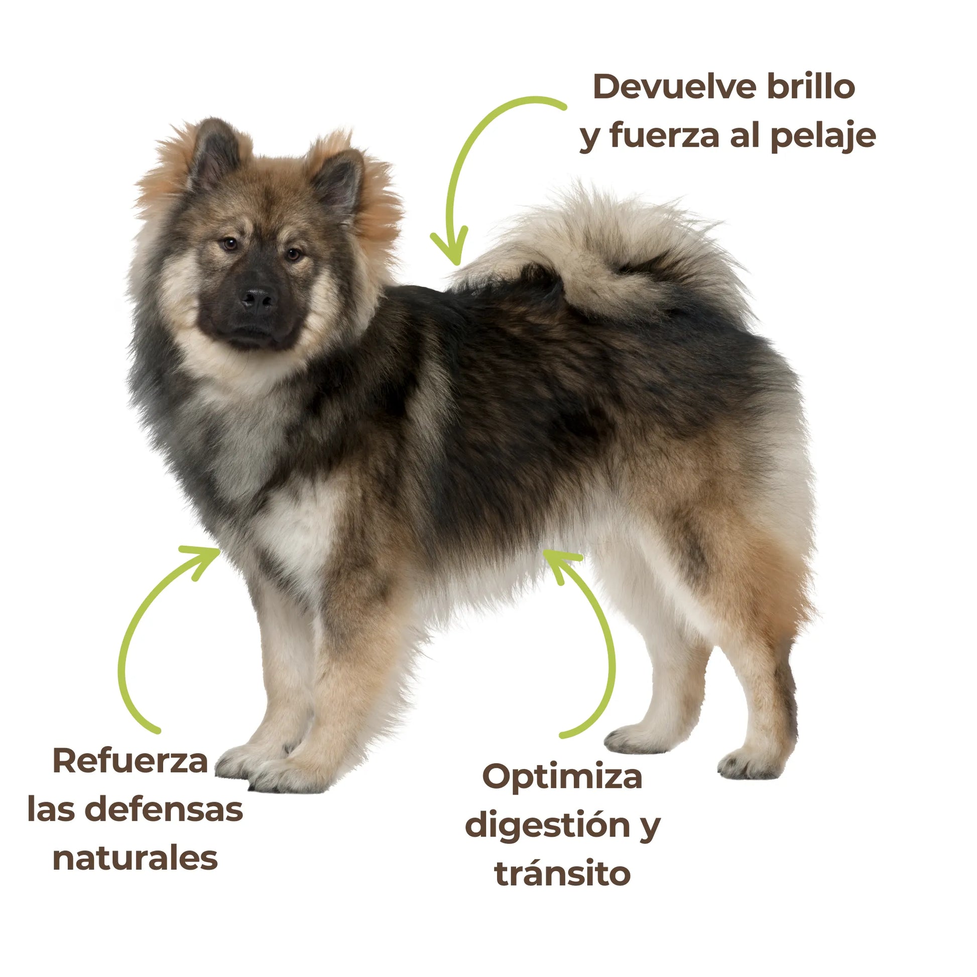 Devuelve fuerza y brillo al pelaje, optimiza la digestión y refuerza las defensas naturales de tu perro. A base de levadura de cerveza ecológica, este suplemento fortalece su salud desde el interior.