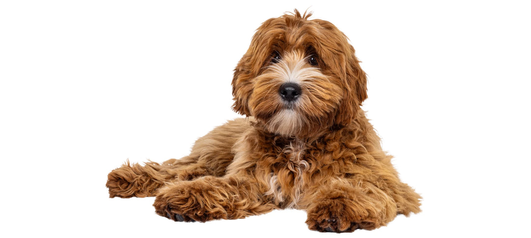 Perro de pelo rizado junto a champú, repelente y espuma limpiadora natural para higiene en otoño