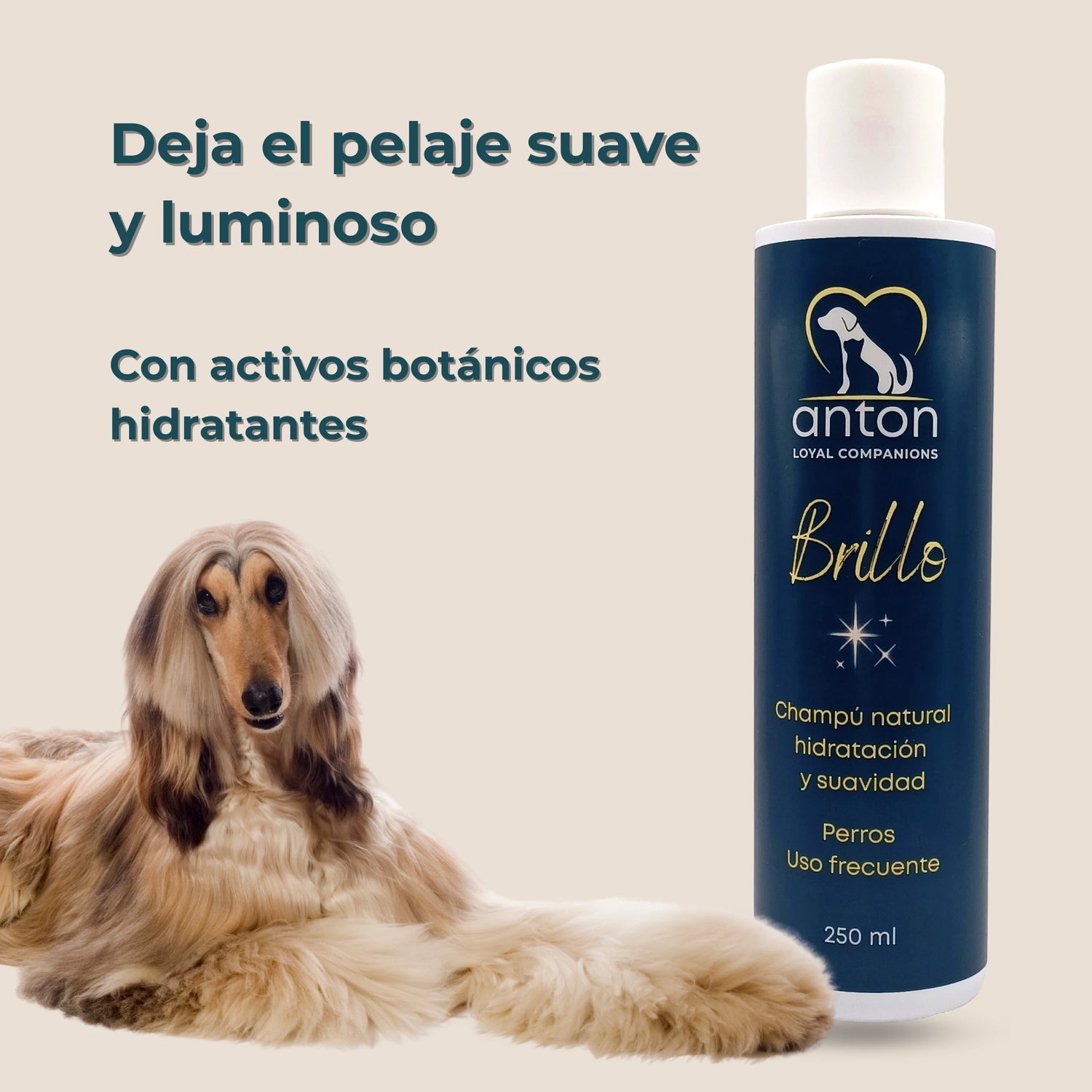 Perro afgano con pelaje largo junto al champú ANTON Loyal Companions Brillo, deja el pelo suave, brillante y fácil de cepillar.