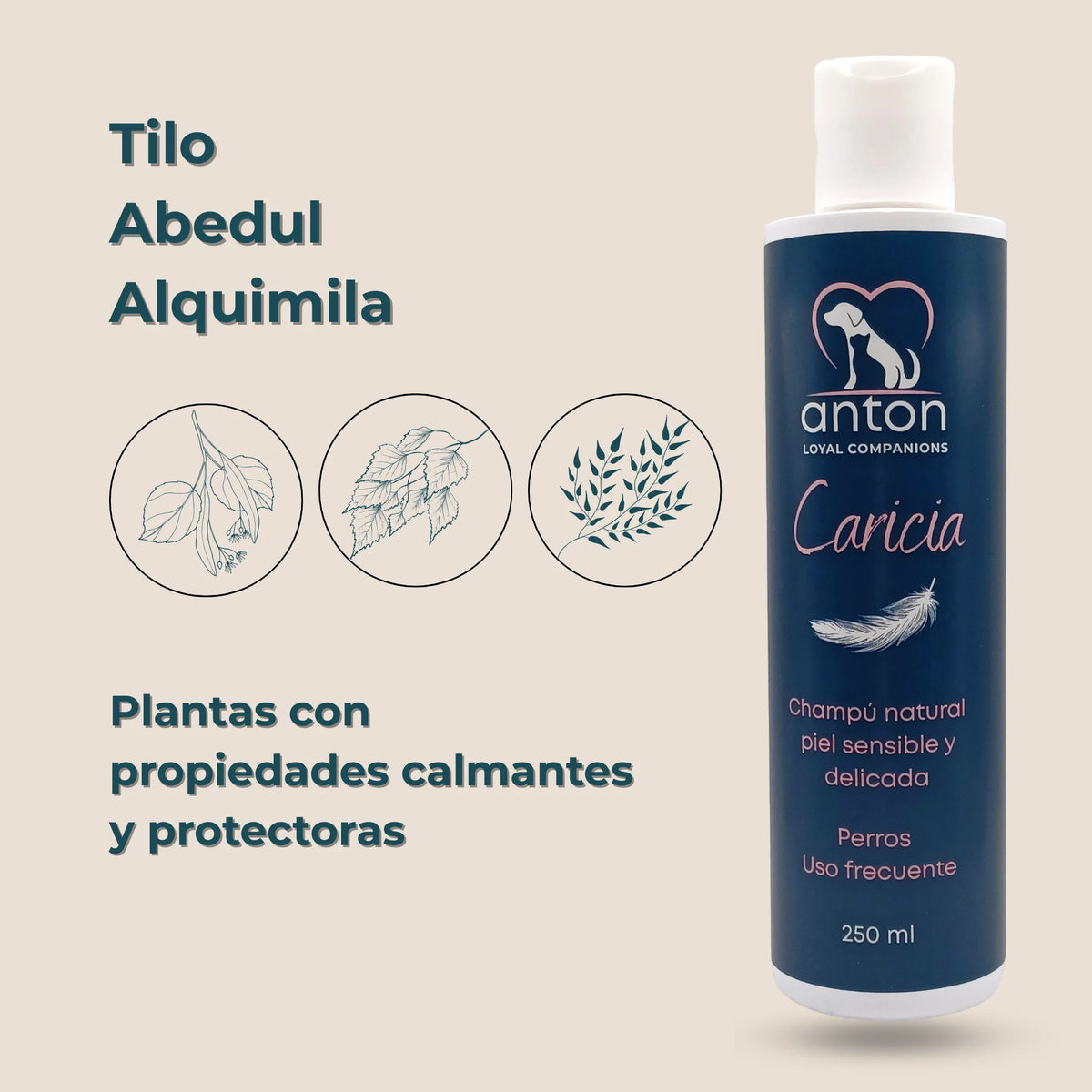 Ingredientes botánicos del Champú Caricia ANTON Loyal Companions – tilo, abedul y alquimia