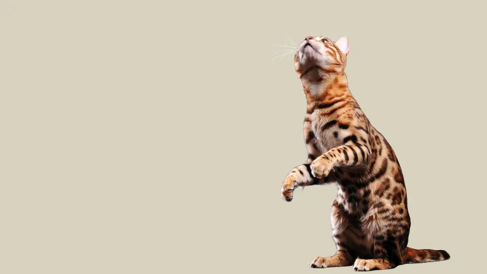 Gato en movimiento representando la coleccion Articulacion y Movilidad ANTON, suplementos naturales para articulaciones y flexibilidad