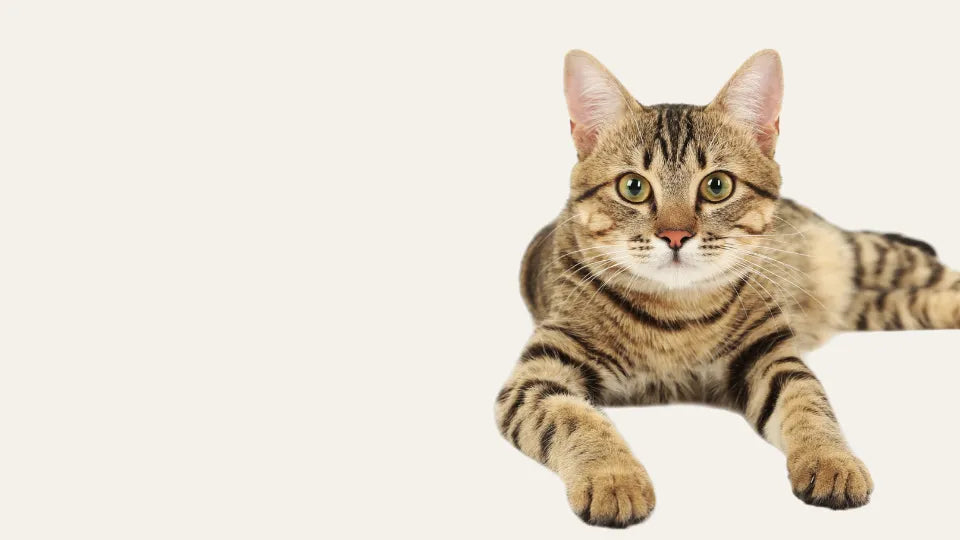 Gato relajado representando la coleccion Bienestar emocional ANTON, suplementos naturales contra ansiedad y estres