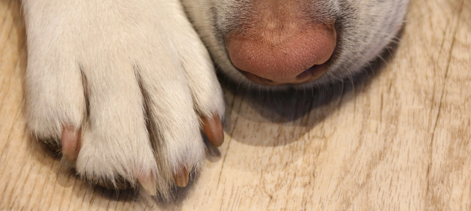 Hygiene naturale Coleccion Cuidado Patas y Trufas perro y gato  Anton Loyal  Companions