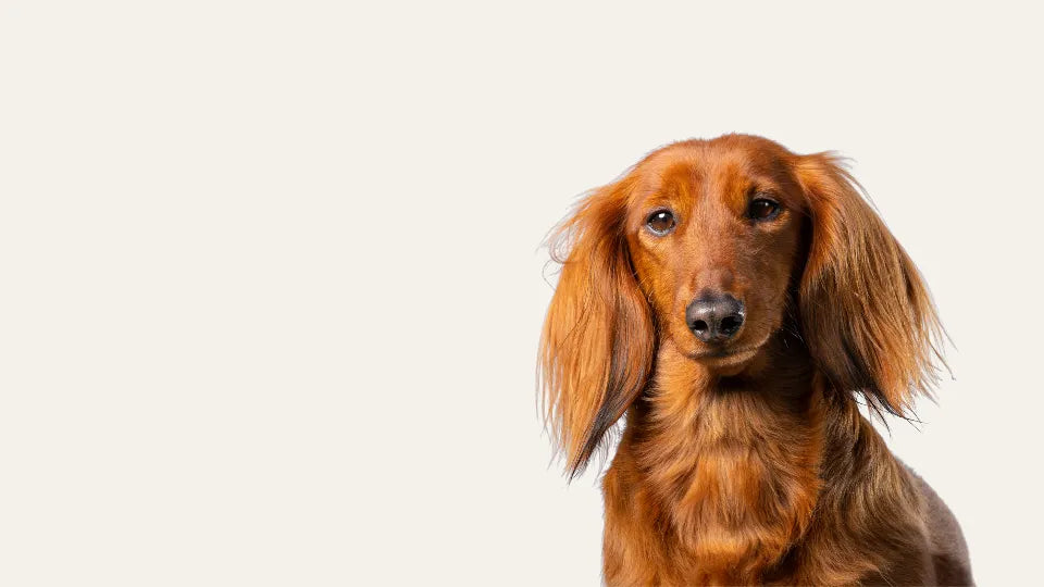 Perro de pelo largo representando la colección Piel y Pelaje ANTON, suplementos naturales para un pelaje sano y brillante