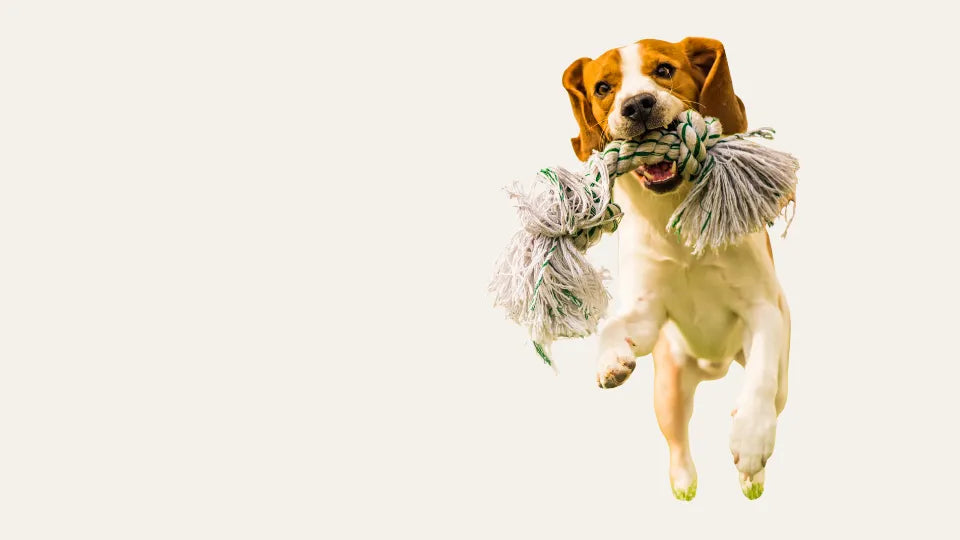 Perro jugando con cuerda representando la coleccion Vitalidad y Energia ANTON, suplementos naturales para fuerza y vitalidad