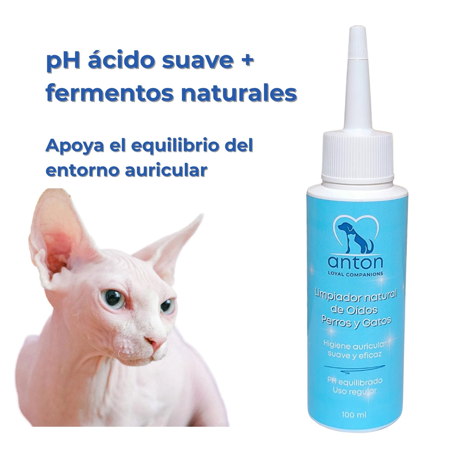 Gato sphynx junto al limpiador ANTON, que respeta el equilibrio del entorno auricular
