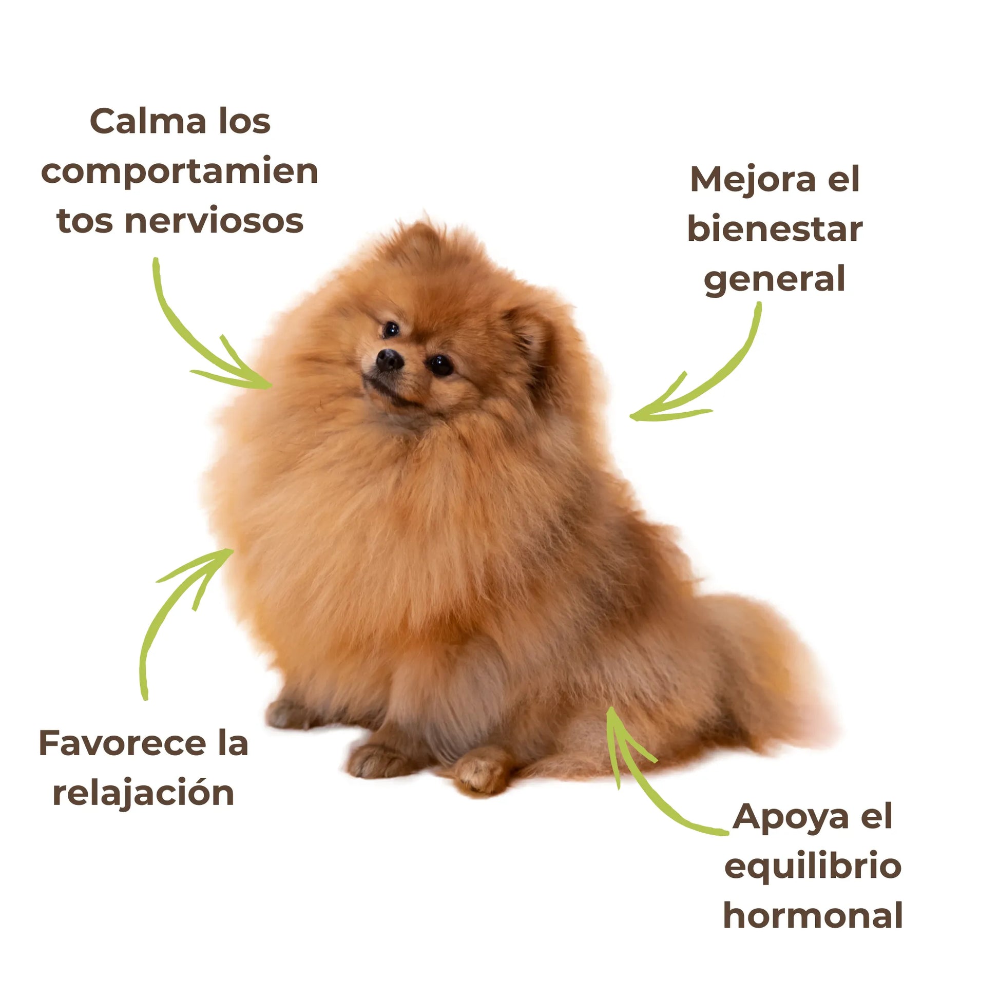 Suplemento que calma la agitación, favorece la relajación y el bienestar hormonal en perros – ANTON Loyal Companions