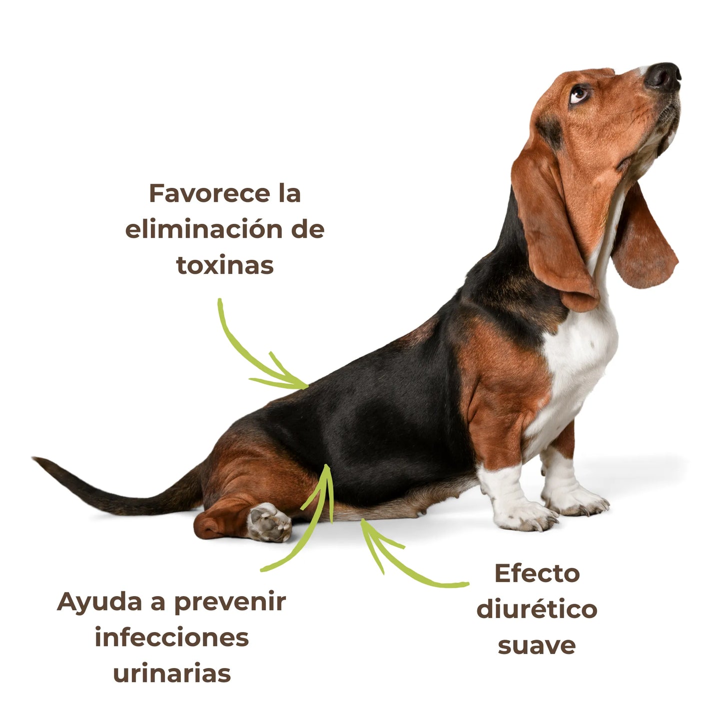 Perro que representa los beneficios del producto ANTON para la salud urinaria: eliminación de toxinas, prevención de infecciones y efecto diurético suave