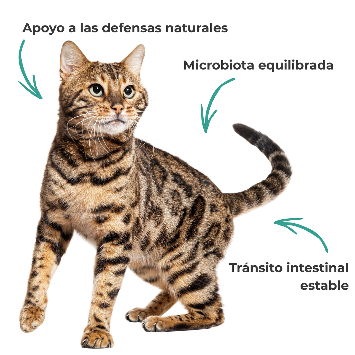 Gato asociado al equilibrio de la flora intestinal, la microbiota y el confort digestivo con suplemento natural para perros y gatos.