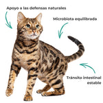 Gato asociado al equilibrio de la flora intestinal, la microbiota y el confort digestivo con suplemento natural para perros y gatos.