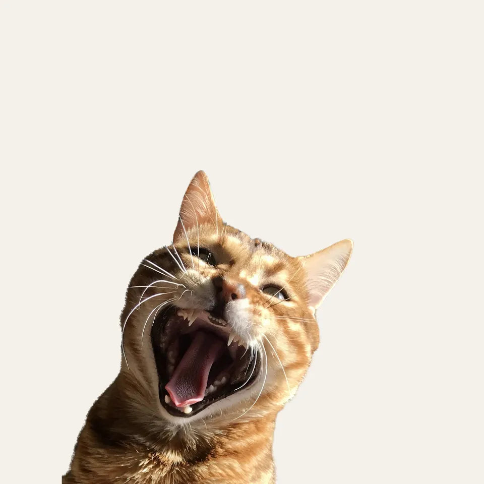 Gato atigrado color naranja con la boca muy abierta mostrando colmillos y lengua