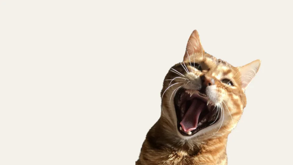 Gato atigrado de color naranja con la boca muy abierta mostrando colmillos y lengua