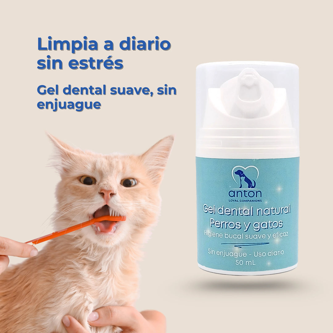 Gato cepillándose con gel dental natural ANTON, fórmula suave sin enjuague