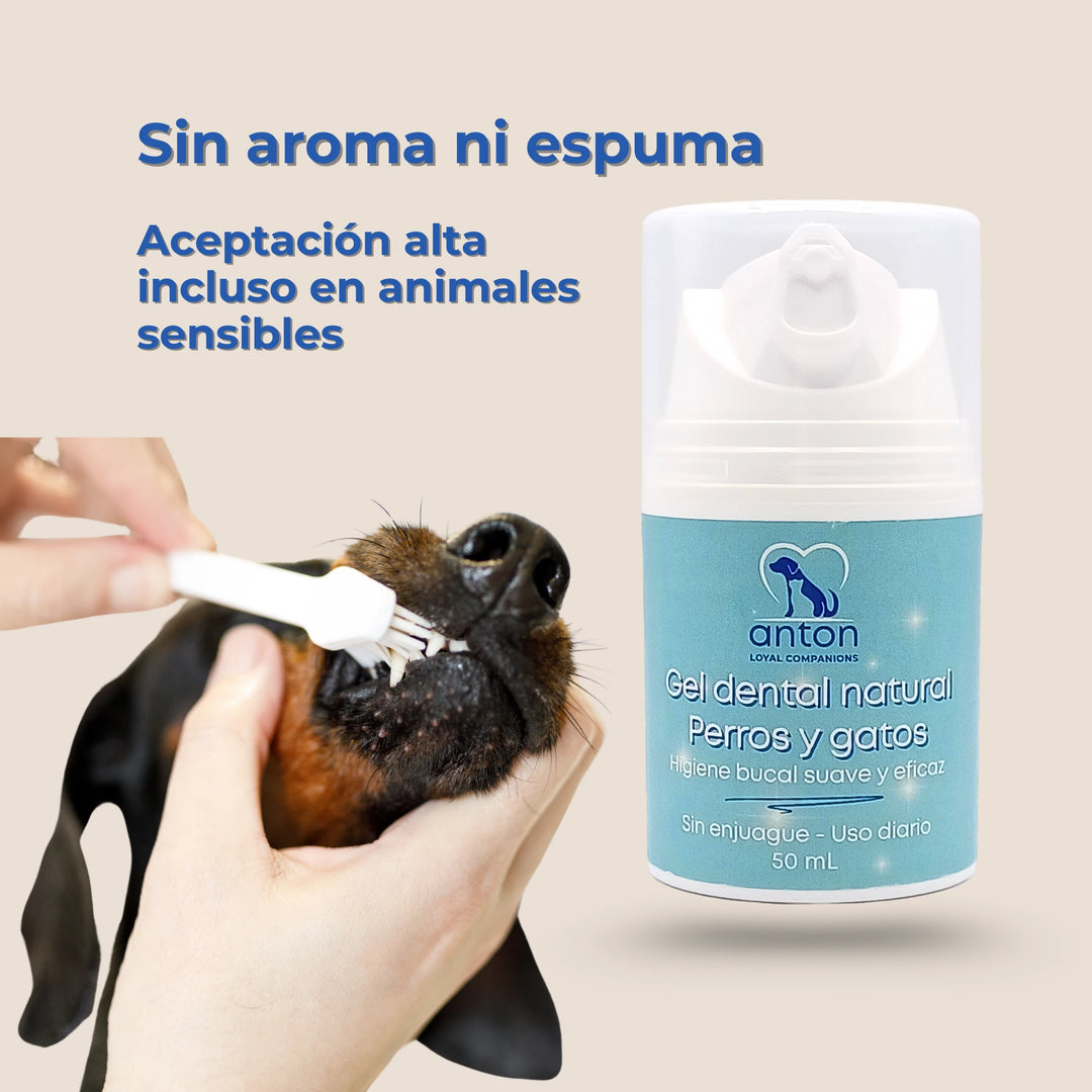 Perro usando gel dental ANTON sin aroma ni espuma, higiene bucal efectiva y amable