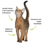Gato estirándose con mensajes sobre movilidad, bienestar y molestias articulares asociados al suplemento natural Harpagofito ECO para perros y gatos.
