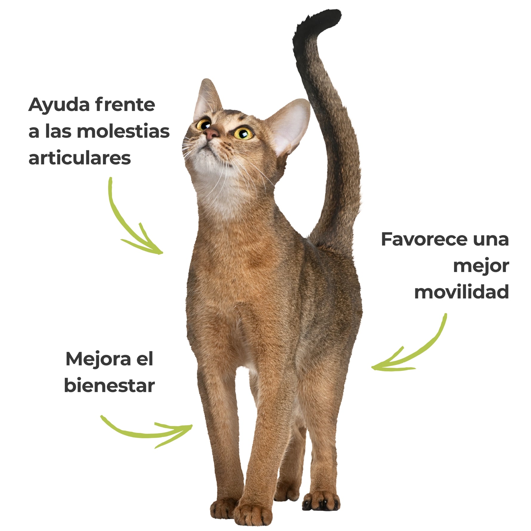 Gato estirándose con mensajes sobre movilidad, bienestar y molestias articulares asociados al suplemento natural Harpagofito ECO para perros y gatos.