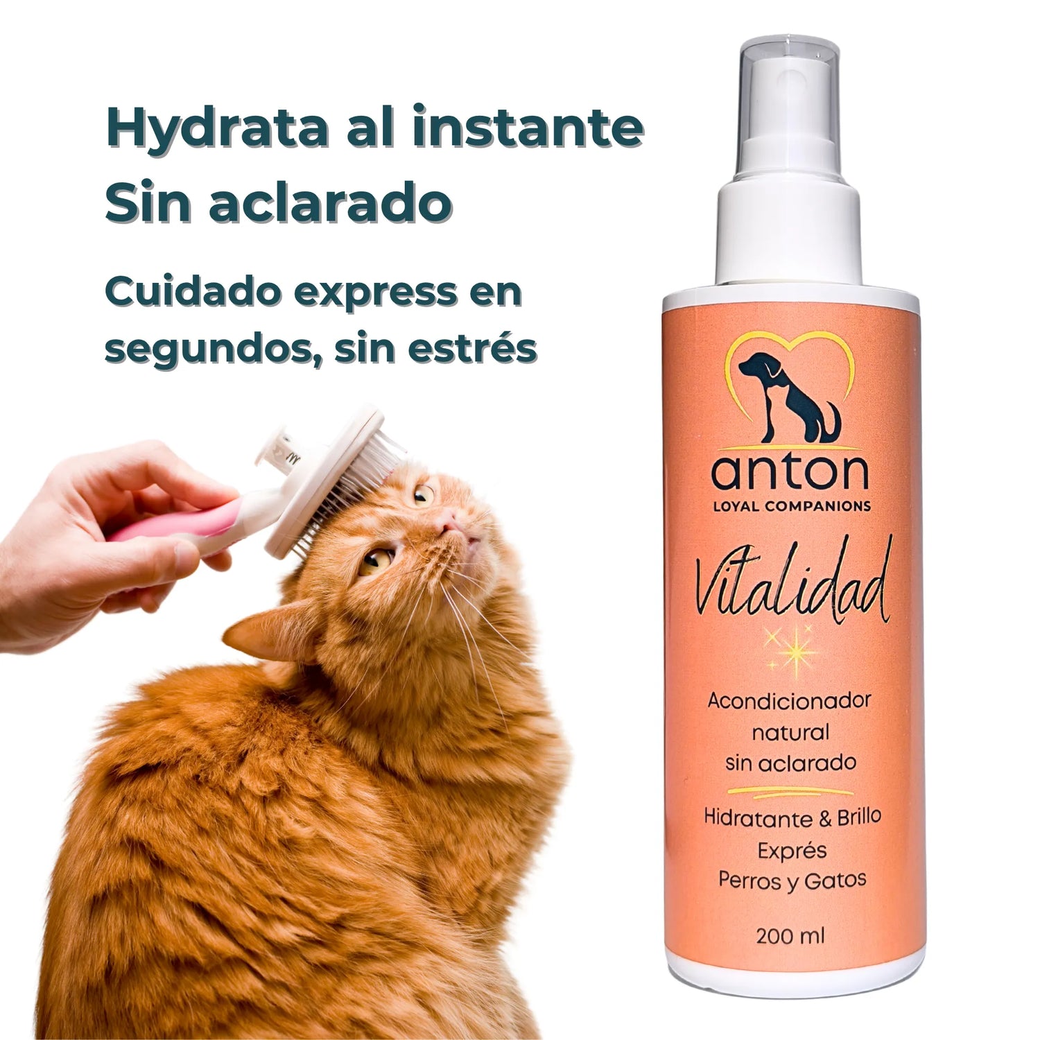 Gato naranja cepillado con el acondicionador “Vitalidad” de ANTON, cuidado sin estrés