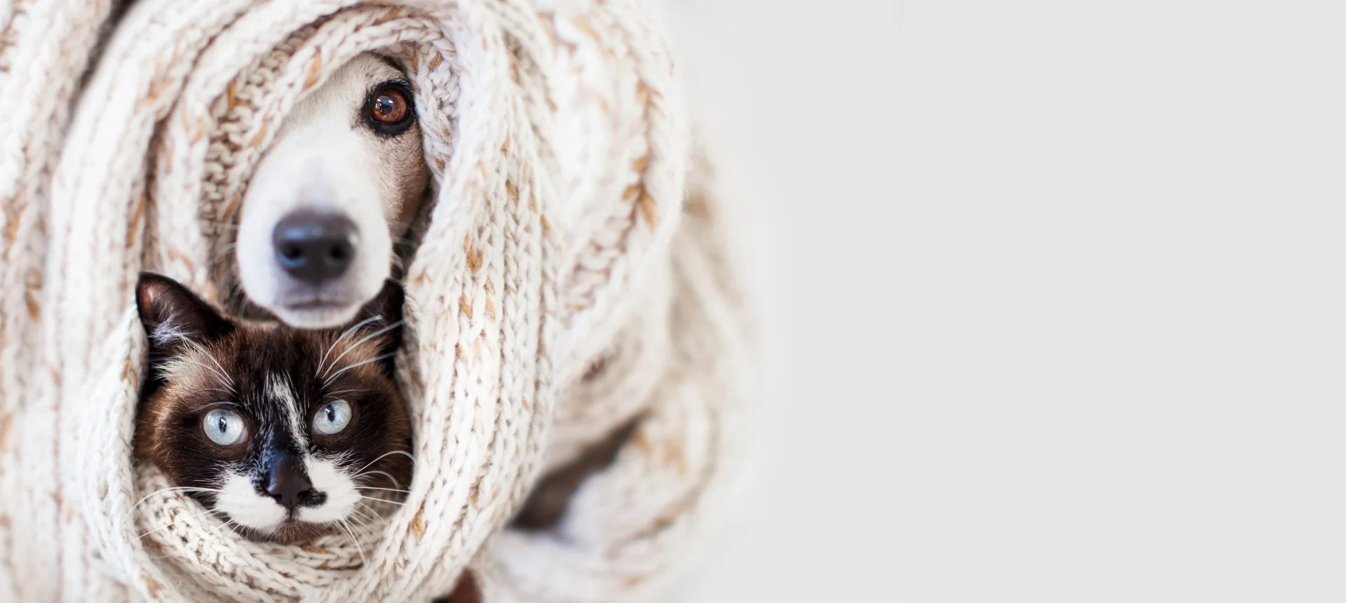 Perro y gato juntos envueltos en una manta, símbolo de cuidado, calma y bienestar natural durante el invierno