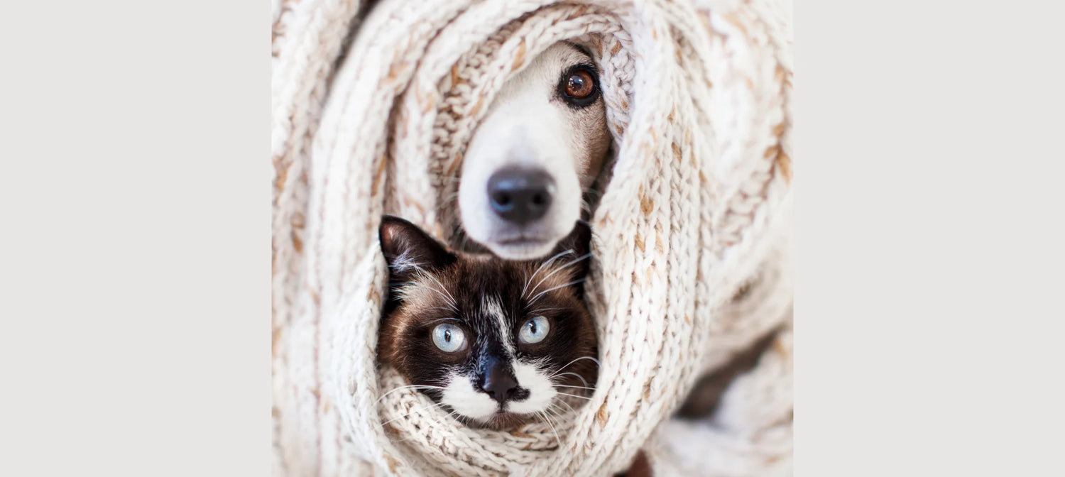 Perro y gato juntos envueltos en una manta, símbolo de cuidado, calma y bienestar natural durante el invierno