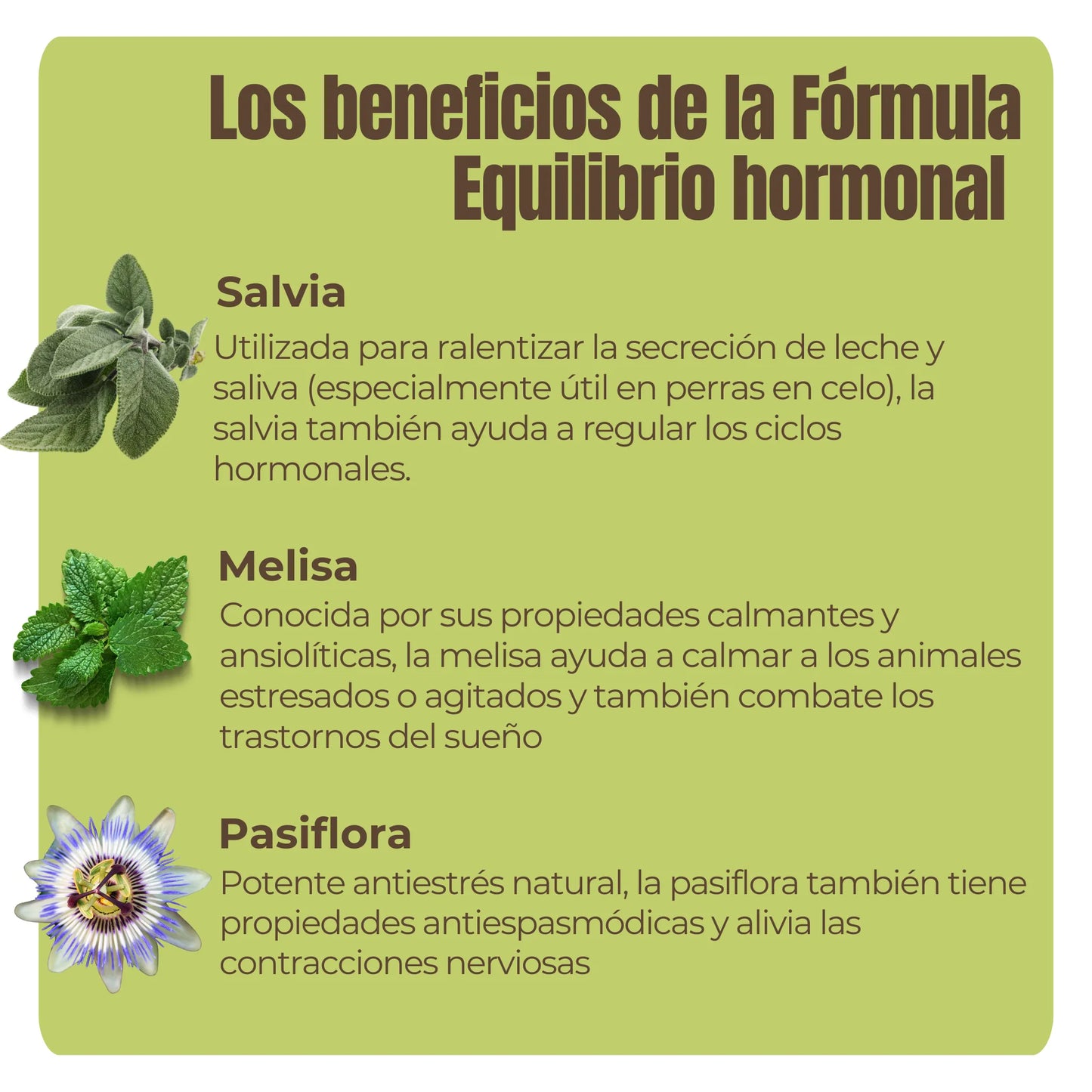 Plantas naturales como salvia, melisa y pasiflora para apoyar el equilibrio hormonal y calmar a perros y gatos – ANTON Loyal Companions