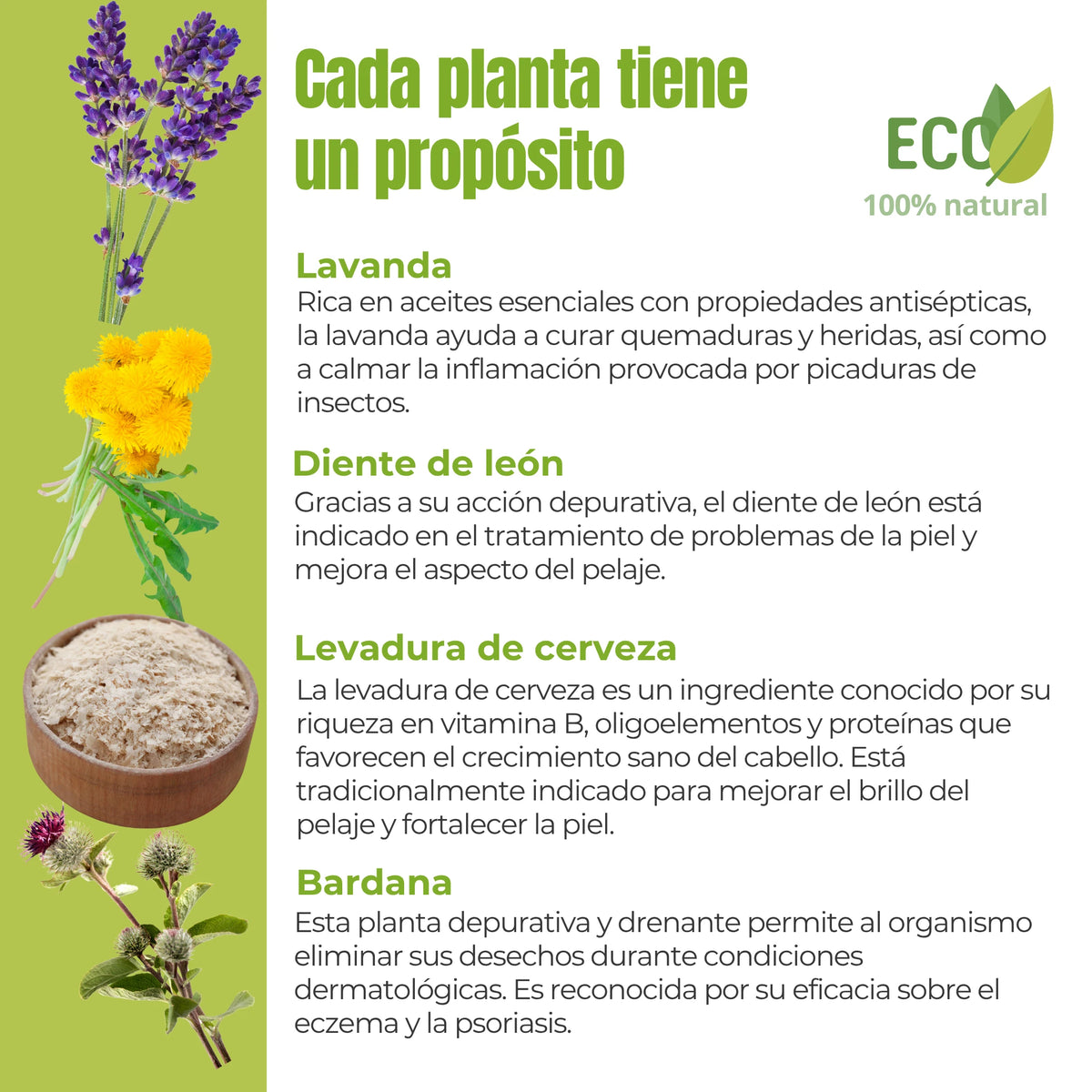 Ingredientes activos del suplemento Cuidado de la Piel ECO – Lavanda, Diente de León, Levadura de Cerveza y Bardana con propiedades calmantes, depurativas y protectoras de la piel.