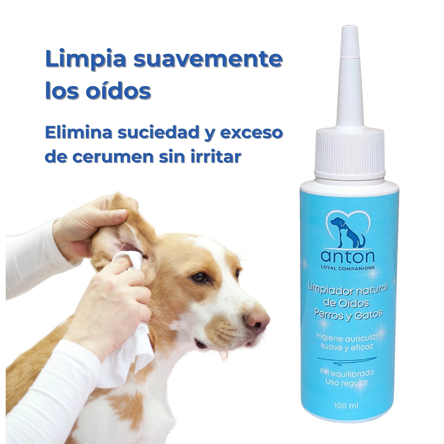 Aplicación del limpiador natural de oídos ANTON en perro, elimina el cerumen sin dañar
