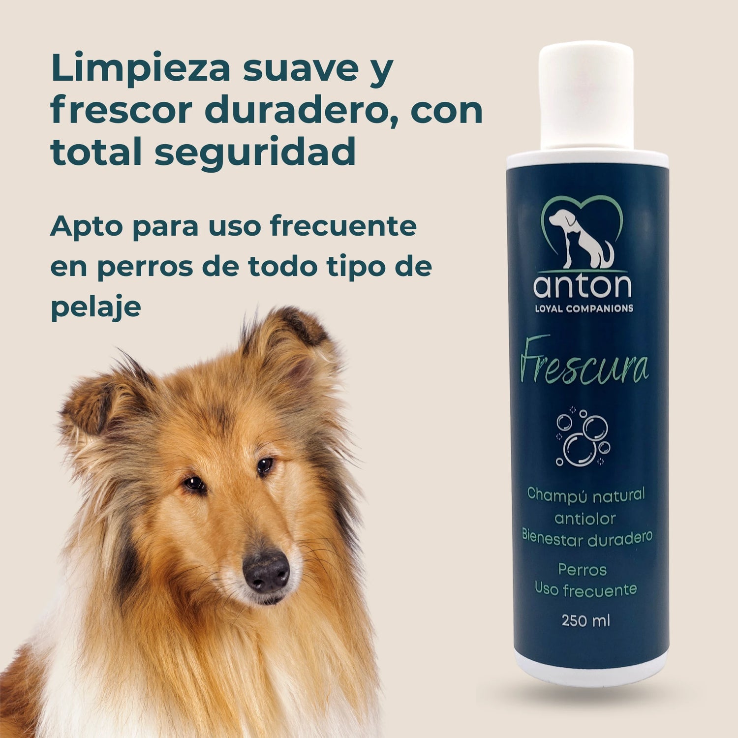 Perro Collie junto al champú natural ANTON Frescura, limpieza suave y frescor prolongado para todo tipo de pelajes.
