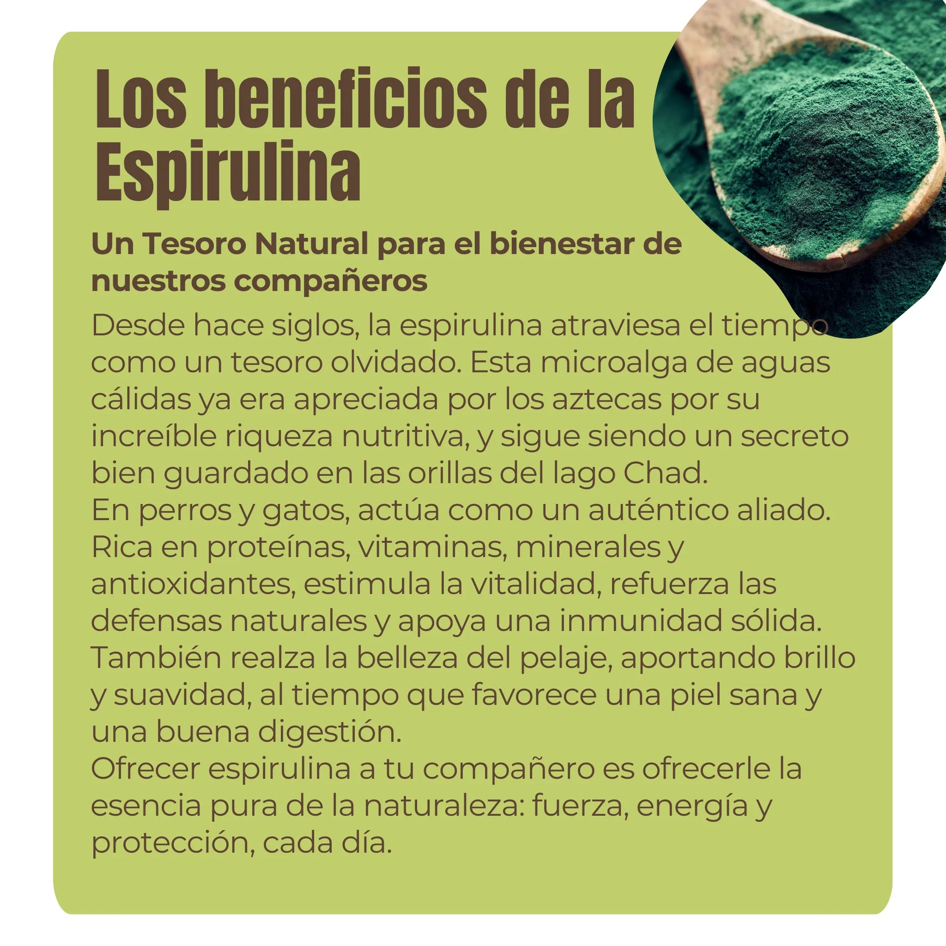 La espirulina es un superalimento ancestral, rica en proteínas, vitaminas y antioxidantes. Refuerza las defensas, estimula la vitalidad, apoya la digestión y mejora el estado del pelaje y la piel. Ideal para animales convalecientes, mayores o con carencias nutricionales.