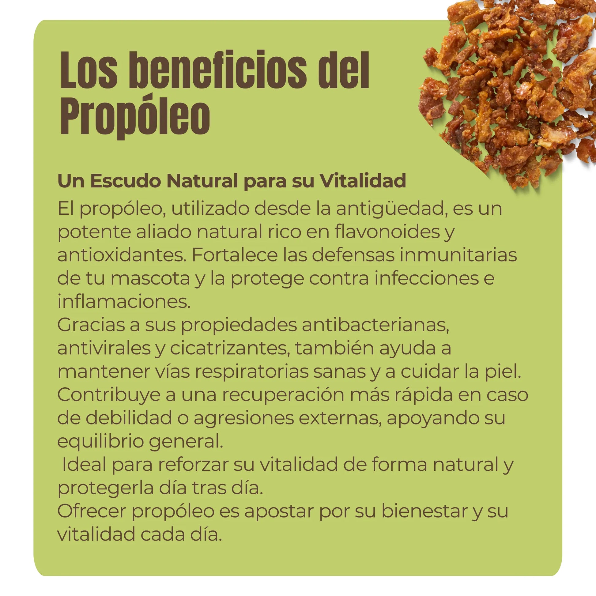 El própolis es un escudo natural usado desde la antigüedad por sus propiedades antibacterianas, antivirales y cicatrizantes. En perros y gatos, protege las vías respiratorias, fortalece las defensas y acelera la recuperación ante debilidad o infecciones. Apto para uso diario.