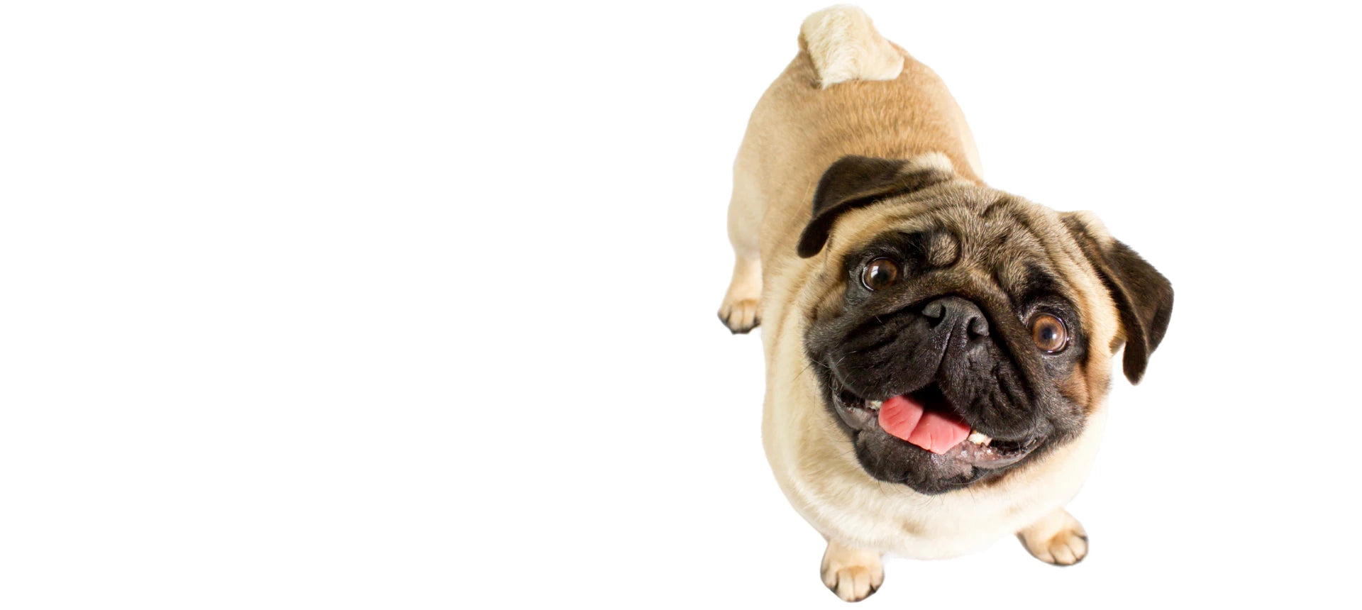 Perro con productos naturales contra olores y repelentes para perros y gatos