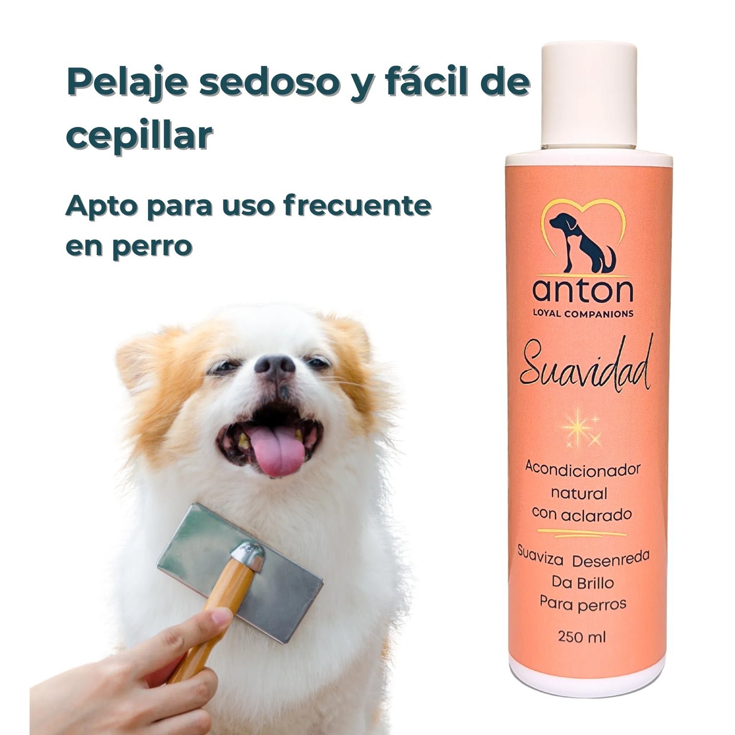 Cepillado de un perro pequeño con pelaje blanco tras uso del acondicionador “Suavidad” de ANTON