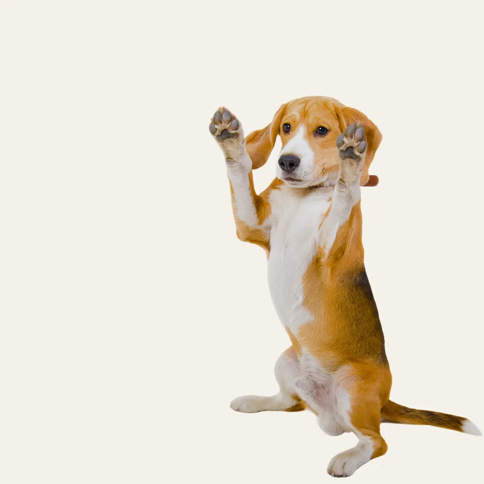 Perro beagle en posición vertical levantando las dos patas delanteras