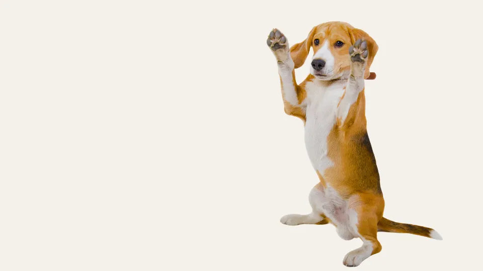 Perro beagle joven sentado con las dos patas delanteras alzadas sobre fondo claro